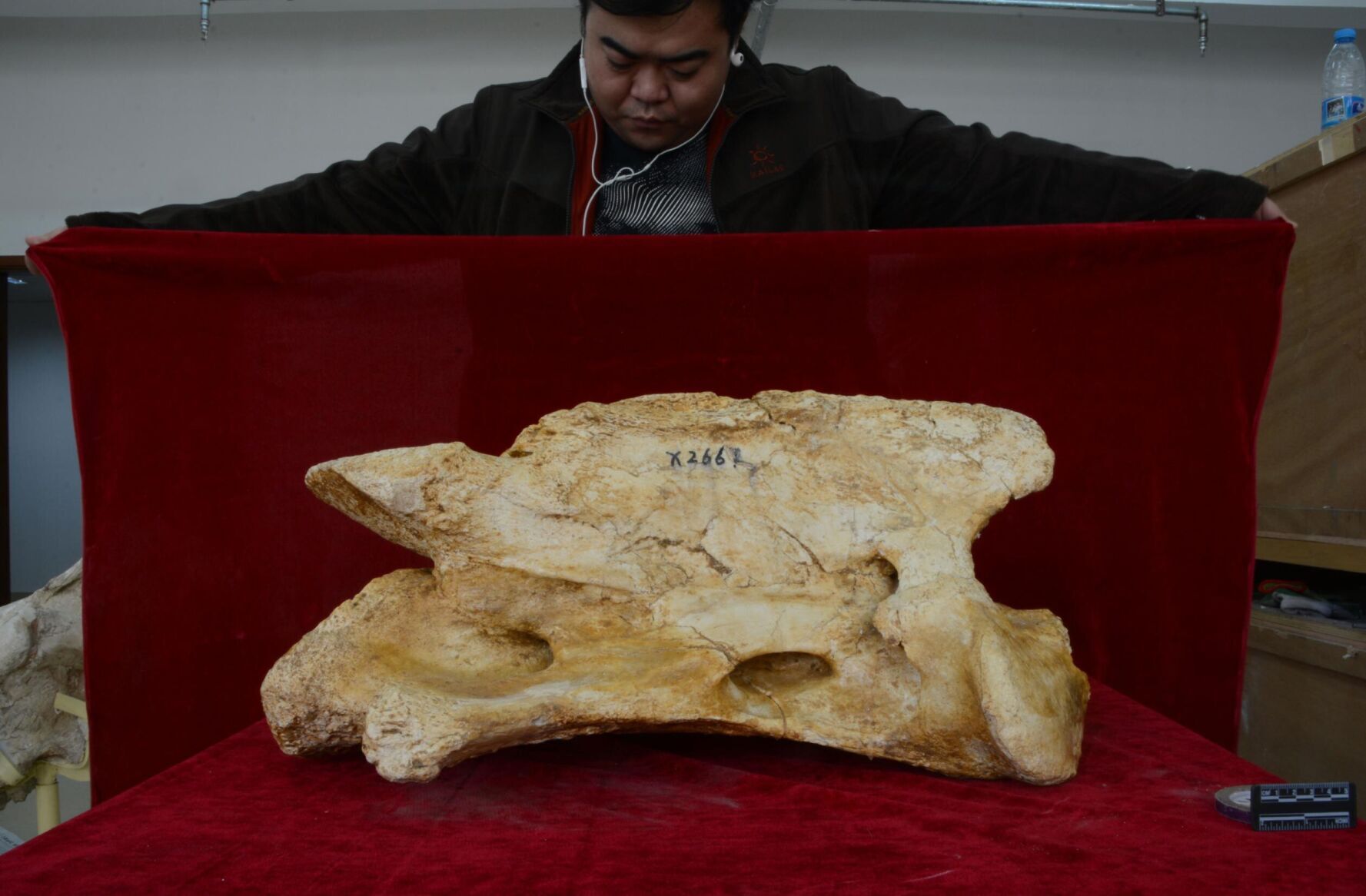 This giant prehistoric rhino was the biggest land mammal to walk the Earth